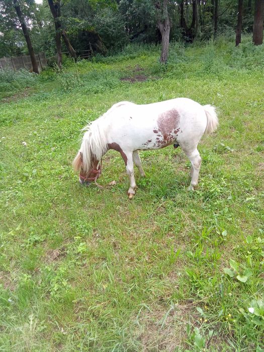 Kucyka sprzedam ogierka