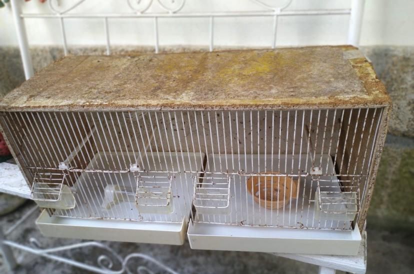 Quatro Gaiolões + Doze Gaiolas De Exposição + Gaiolão De Madeira