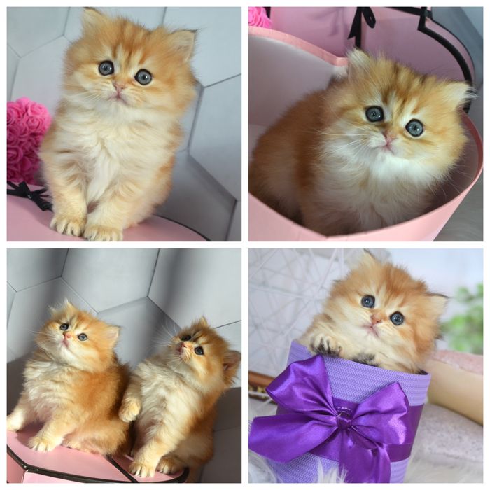 Британская золотая шиншилла котята/британські котята золота шиншила