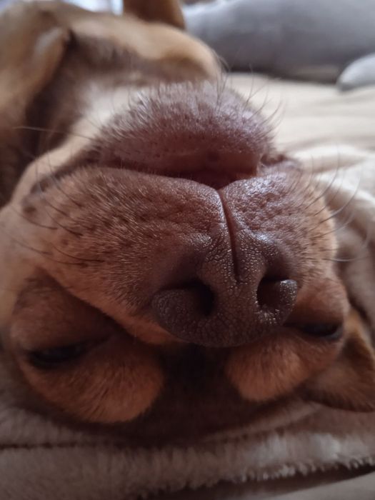 ‼️Загубилася собака‼️