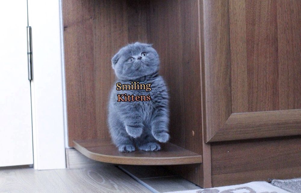 Зміни своє життя, принеси додому кошеня
