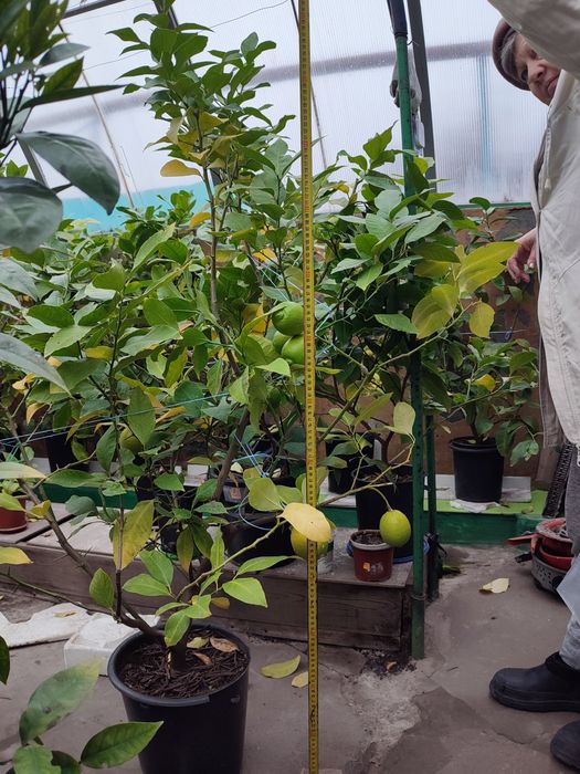 Лимон, дерево лимона