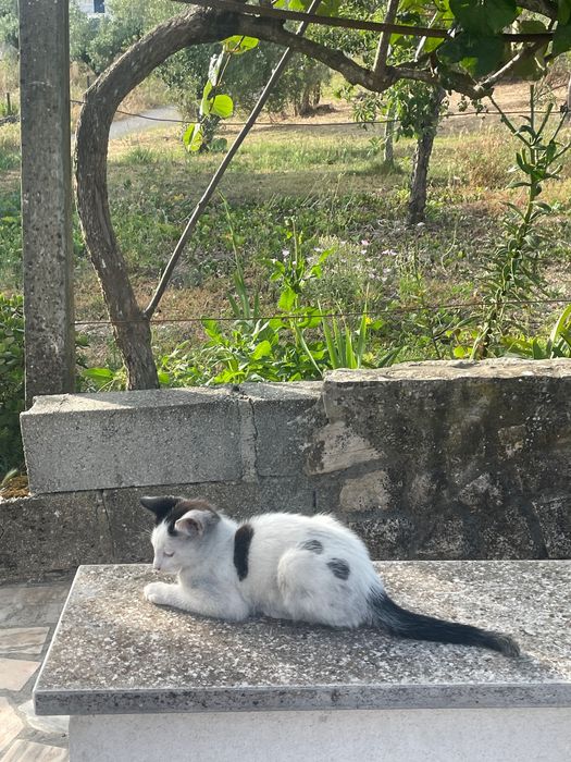 Gatos para adoção