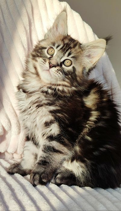 Мейн-кун хлопчик