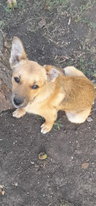 Маленькая собака бесплатно. Пёс. Щенки. Щенок. Даром.