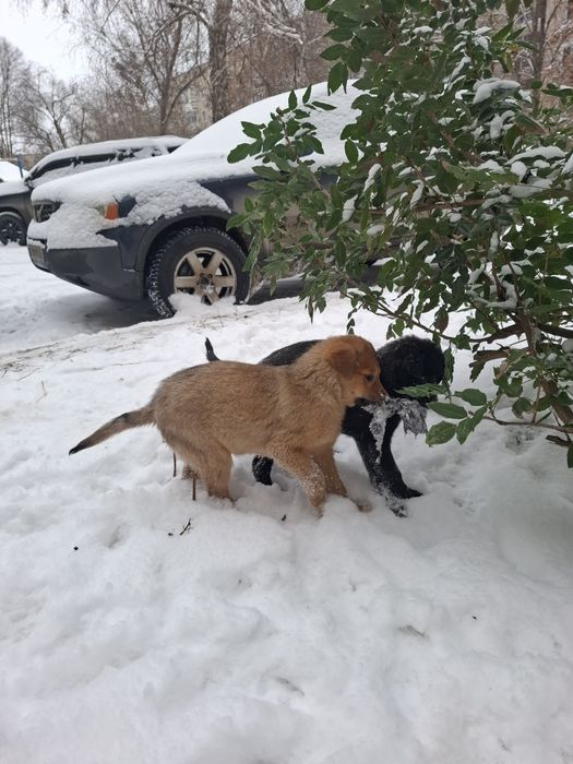 Прилаштовуються стерелізовані ,вакціновані цуценята  .