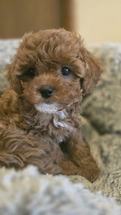 Cavapoo,  F1b, sunia