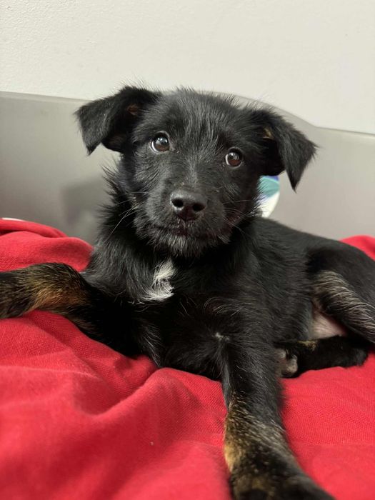 Maleńka sunia porzucona na wsi