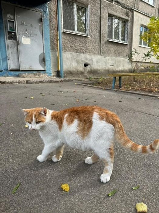 Отдам рыже-белого котенка, мальчик,  5 месяцев