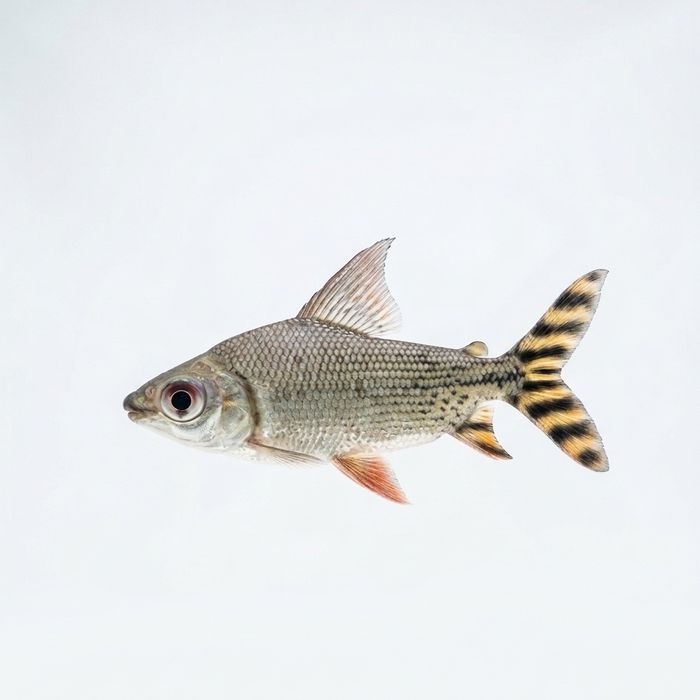 Leszczanka nakrapiana (Semaprochilodus taeniurus) FlagTail
