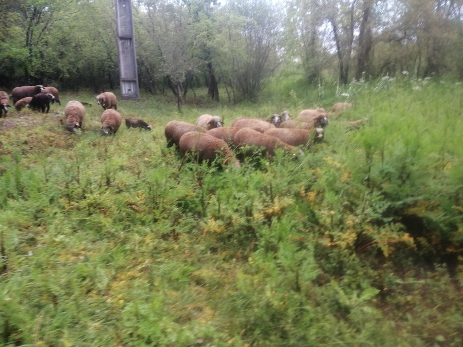 Ile de France Preto (Preto Precoce Português)