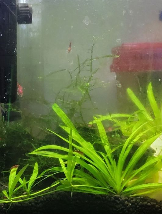 Helanthium Tenellum – Planta Natural para Aquário |  Fácil e Resistente