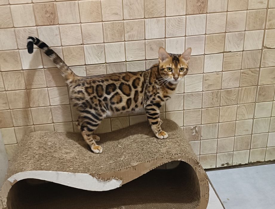 Дівчинка красуня бенгалочка