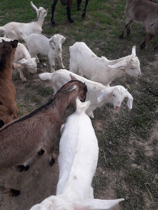Sprzedam koźlęta mix An +saaneński