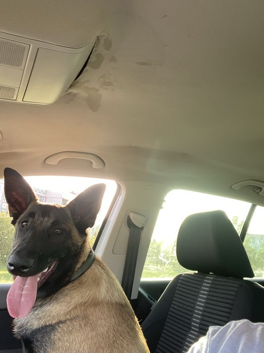 Щенки бельгійськоі вівчаркиМалінуа