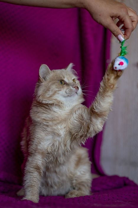 Котик Сантьяго ждёт тебя