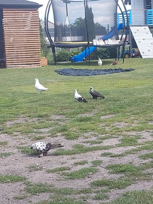 Sprzedam gołebie ozdobe i pocztowe