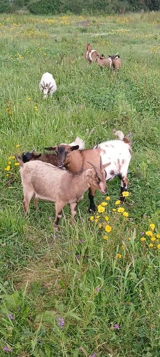 Vendo rebanho de cabras