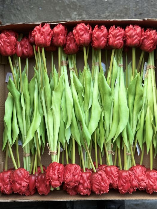 Тюльпани з найтонкішого LUX Силікону