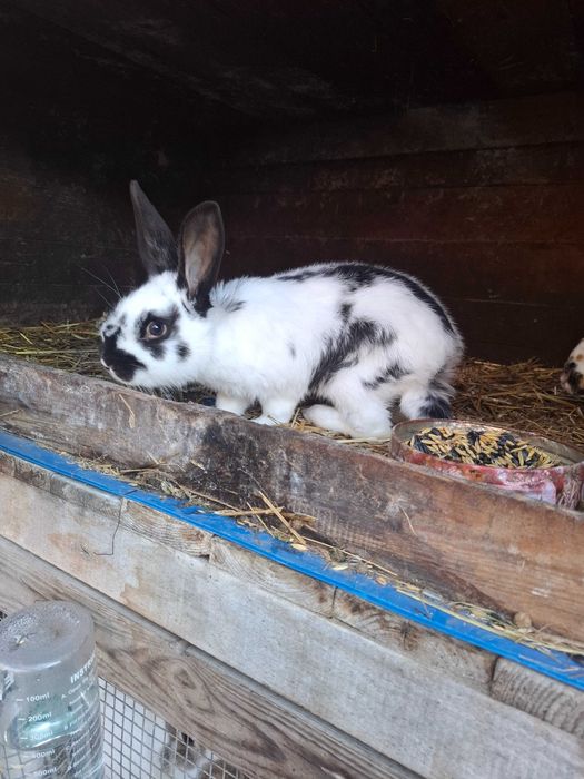 Królik na sprzedaż