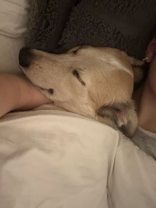 Roczna suczka do oddania