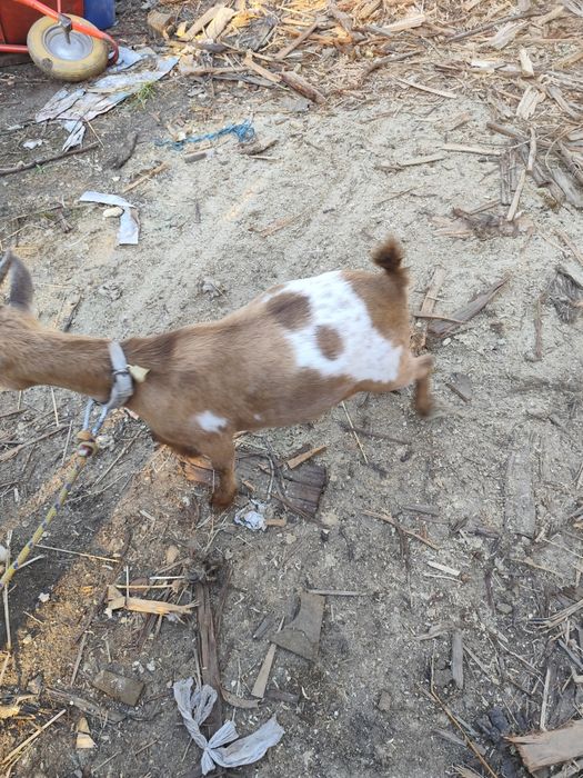 Cabras micro anãs