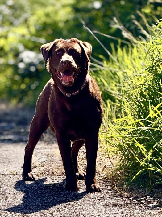 Cadela Labrador adulta (1,5 anos) procura família responsável