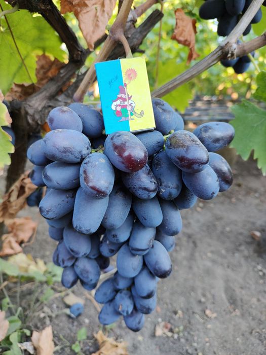 Саджанці і лоза винограду, Саженцы винограда.