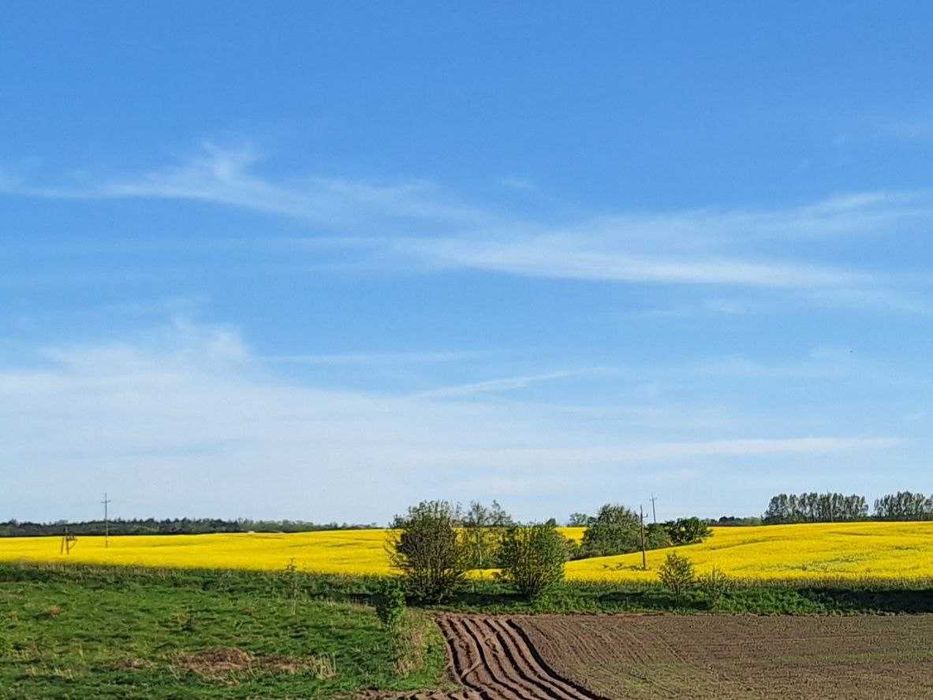 Dębki, bezpośrednio, wyjątkowa i urokliwa, duża działka BUDOWLANA 2172 m² - View 6