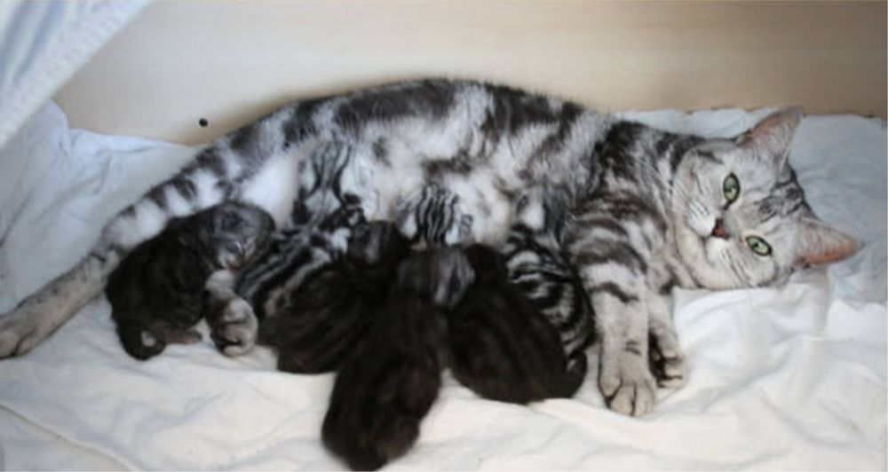 Шотландский вислоухий кот для вязки