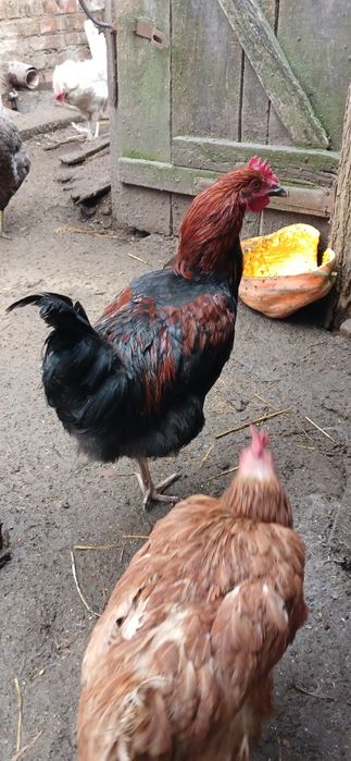 Продам питухів породи  Марана