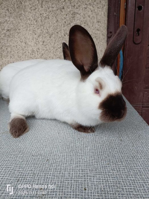 Króliki.3 samce.Kalifornijski Czarny. Z 07-2025