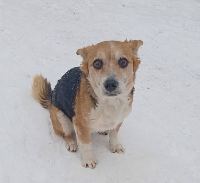 Malutka kochana suczka szuka domku.