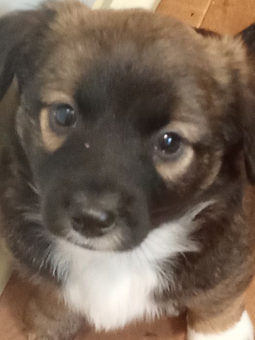 Цуценята в добрі руки