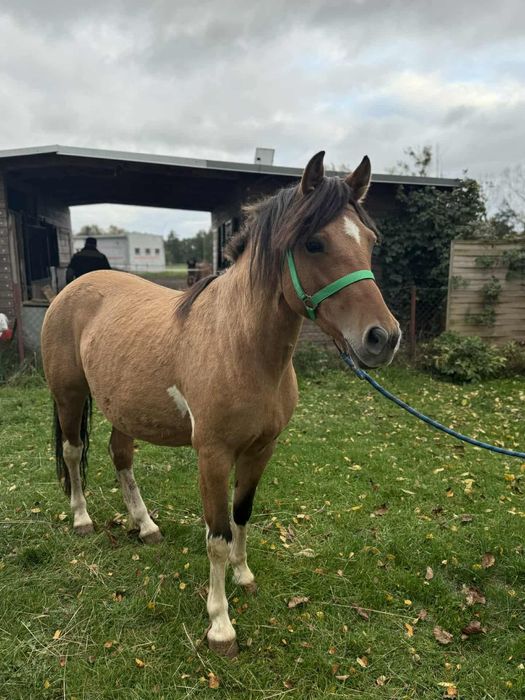 Polski kuc wierzchowy