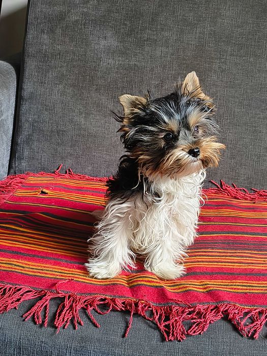 York Yorkshire Terrier sunia