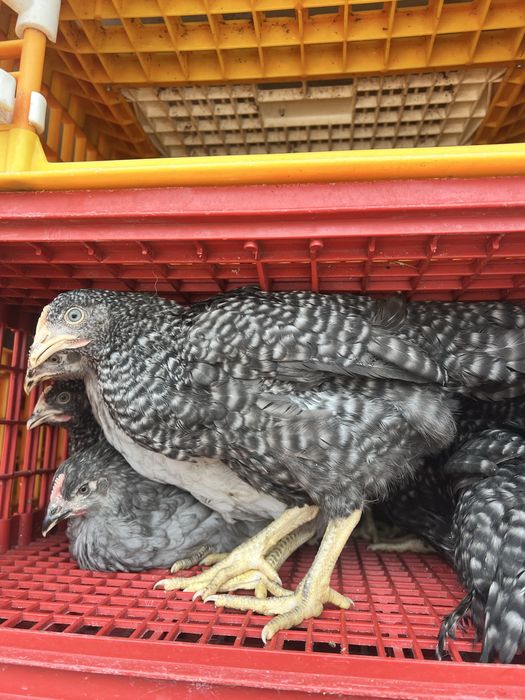 Курочки Домінант Легорн Ломан браун