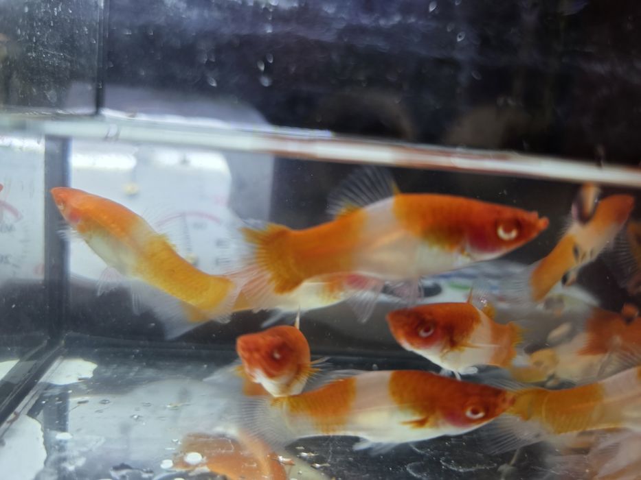 Mieczyk Koi - dorosłe