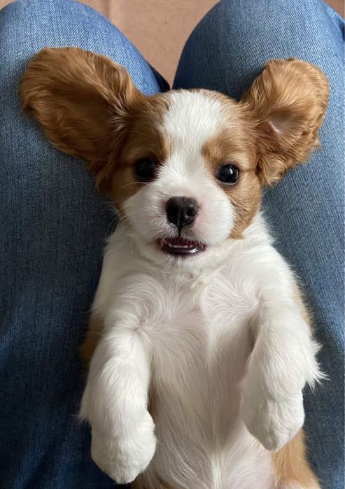 Кавалер Кінг Чарльз вязка