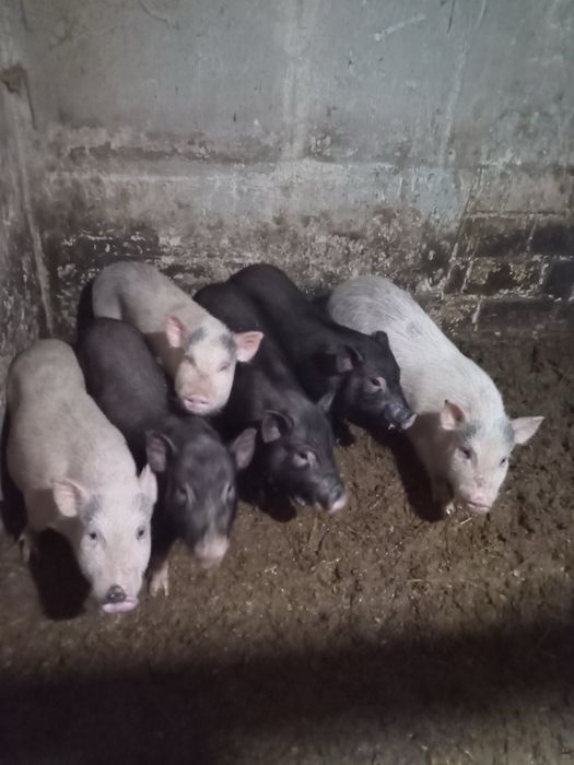 вʼятнамські  свині на свиноматки