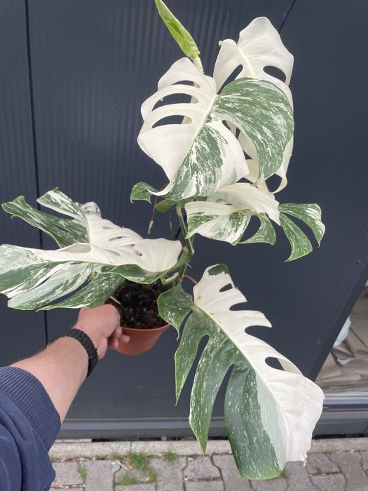 Monstera variegata extra white