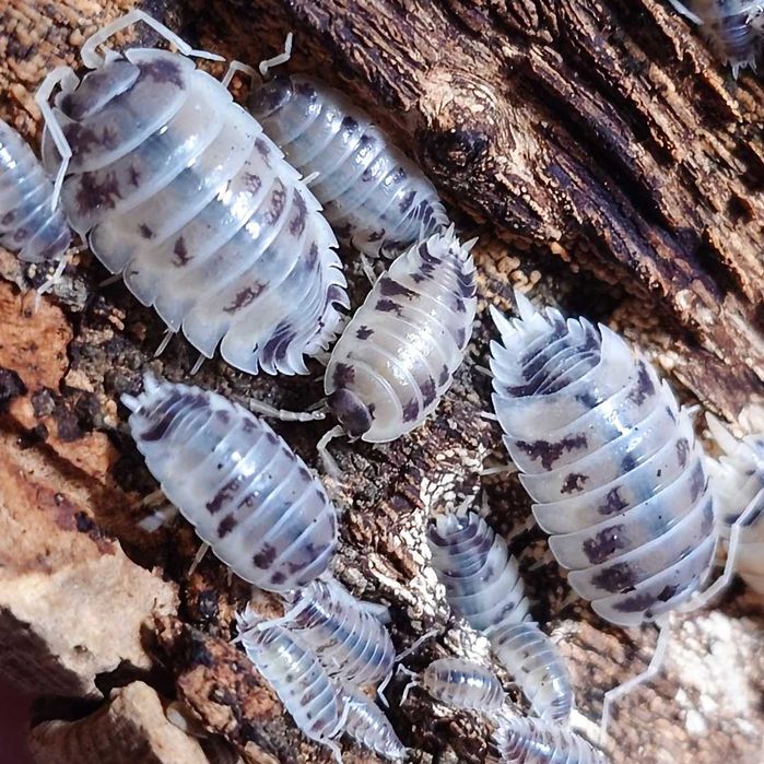 Porcellio laevis "Dairy Cow", isopody, 10 szt.
