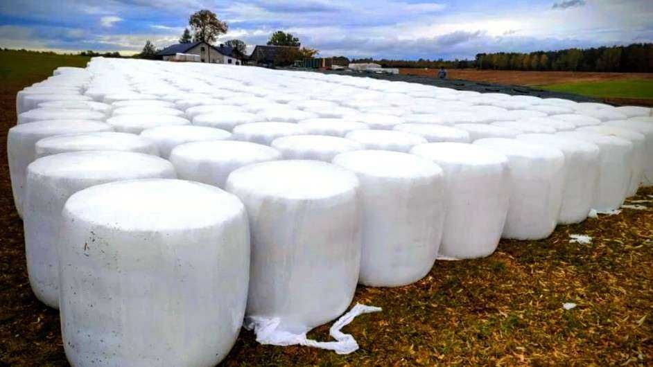 Bele z kukurydzy 2025