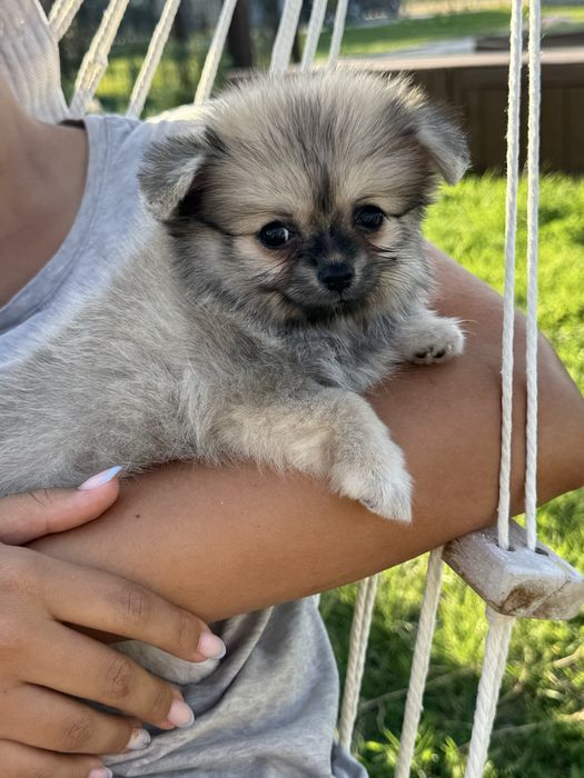 Spitz Alemão Anão MINI