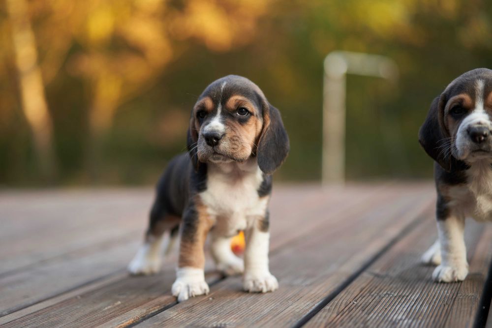 Wspaniała suczka, tricolor rasy Beagle