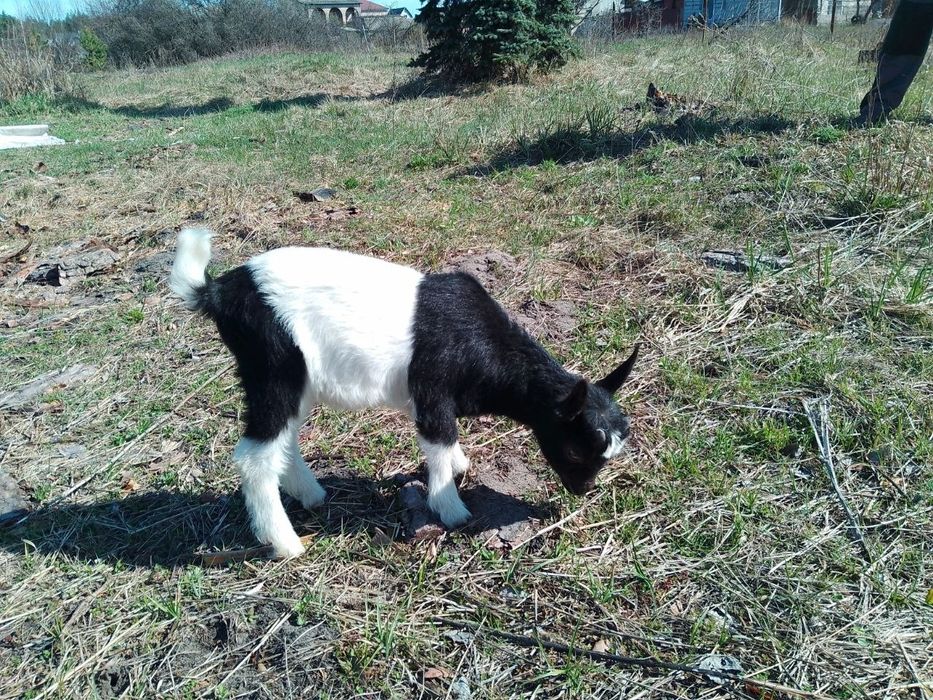 Продам камерунского козлика, не гном