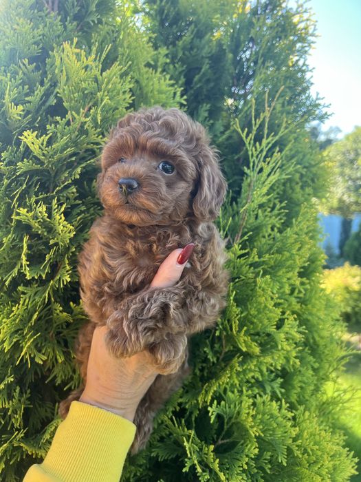 Чудные Той Пуделята.