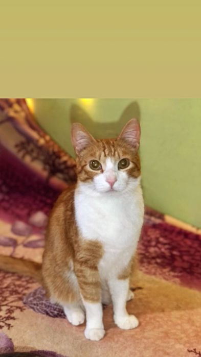 Отдам рыже-белого кота,  2 года, кастрирован, привит