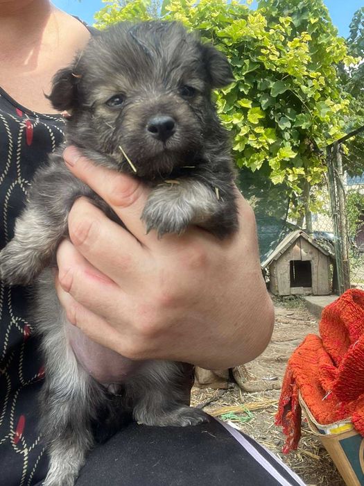 Новенькие детки-щенки.