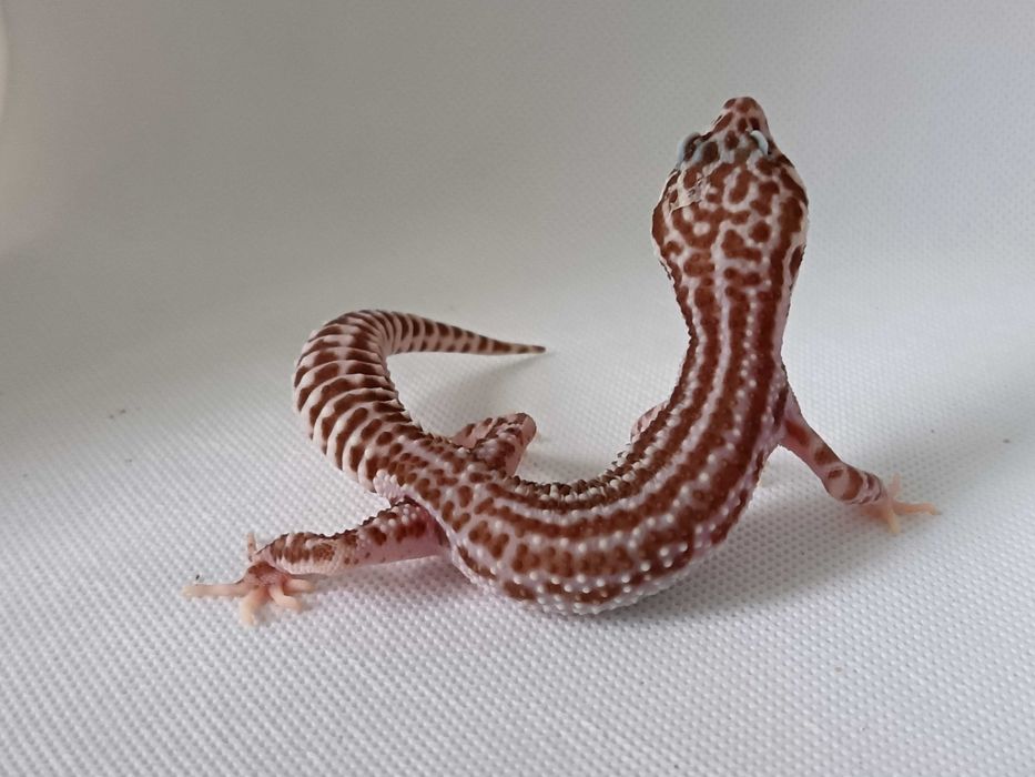 Gekon Lamparci nr ref. EM0207